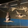 09_MuseeAirEspace_Flight
